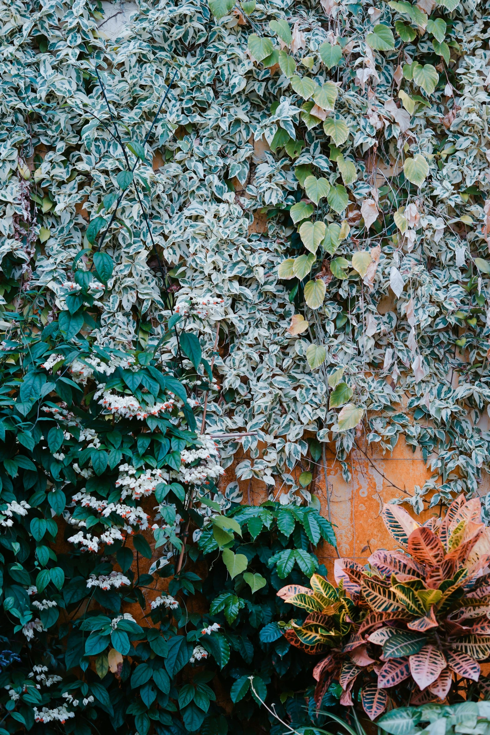 ivy growing on the side of an old building