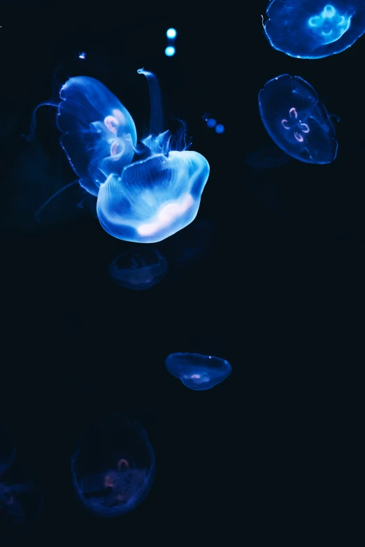 jellyfish are lit up in the dark, and they look like little children