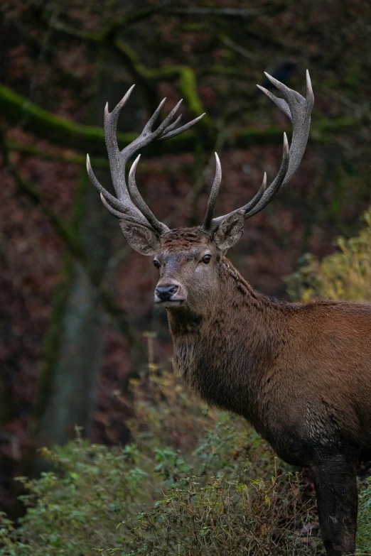 a deer standing in a field next to trees