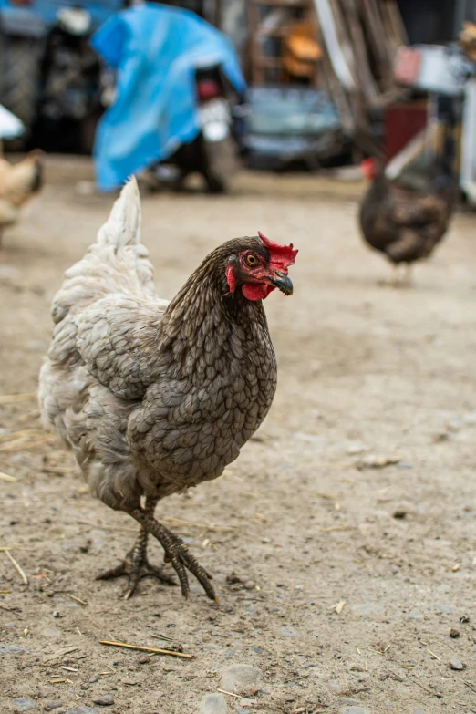 a large gray and white chicken walking down the street