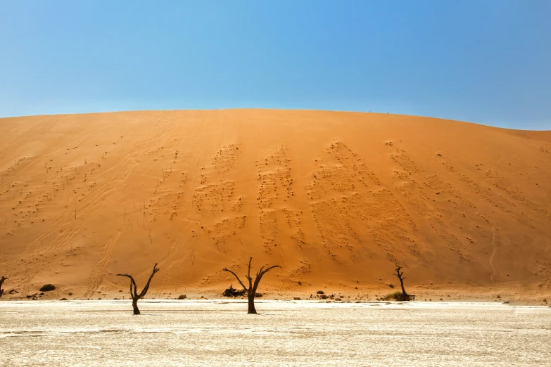 many trees growing out of the ground in the desert