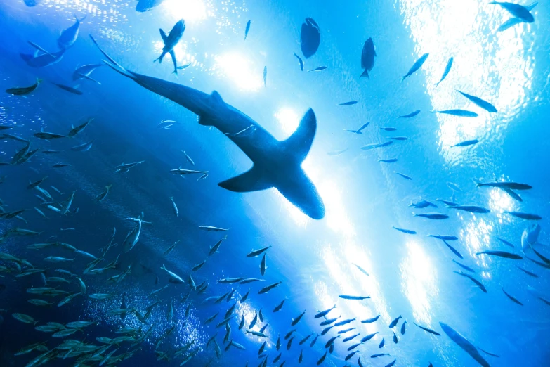 a group of fish swimming over the surface in a blue ocean