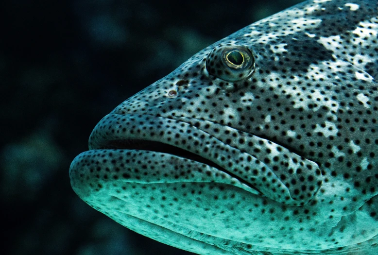 a fish with big, sharp teeth and spots is swimming under water