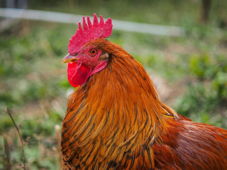 a brown and red rooster stands on the ground