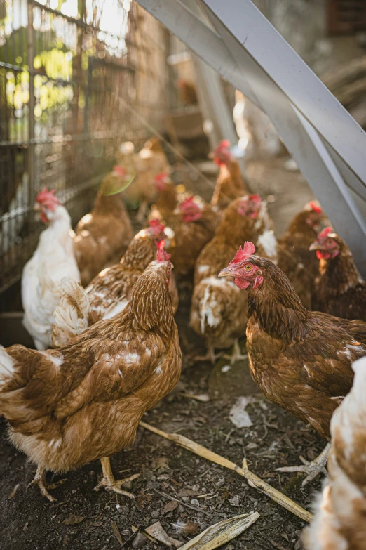 several chickens standing around on the ground near a wire fence