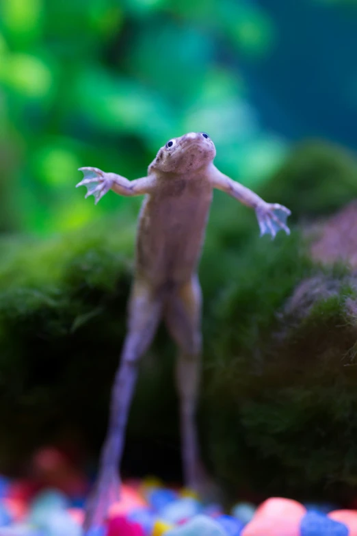 a lizard with it's feet in the air