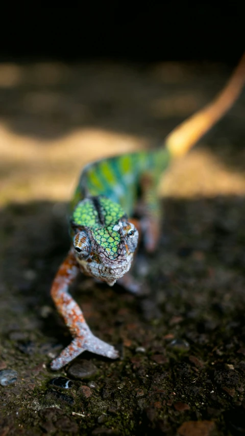 a small green and orange lizard walking on the ground