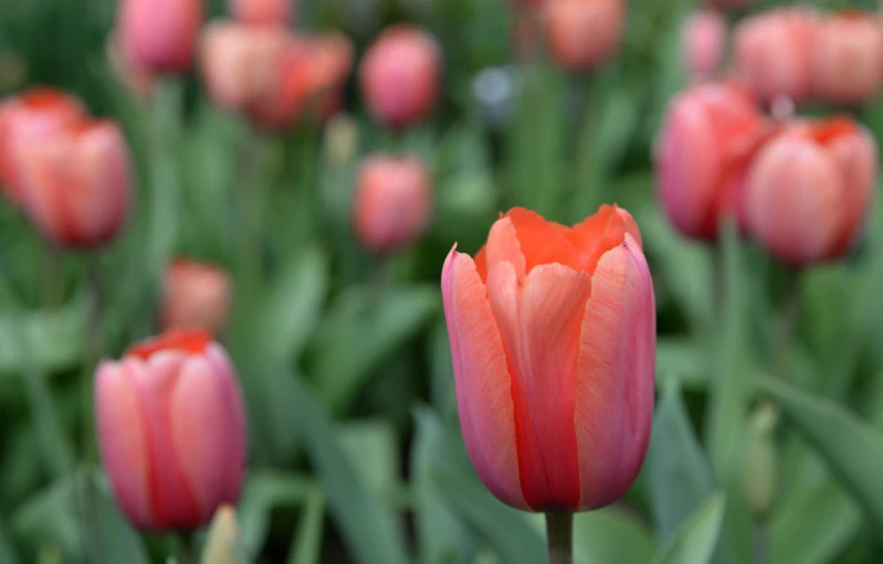 tulips in the foreground are blooming as the petals grow