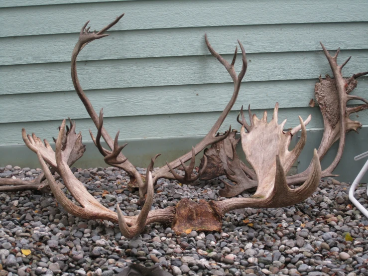 several deer antlers resting on rocks near a house