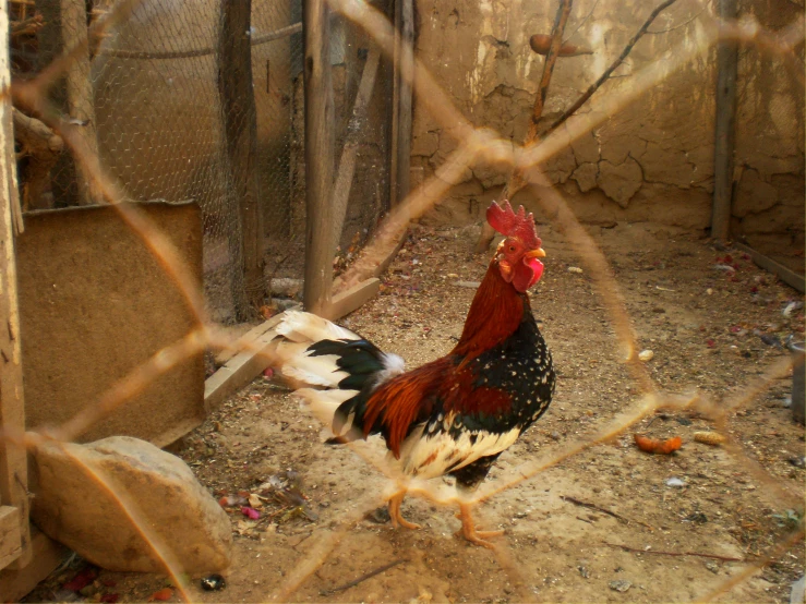 the rooster is standing near the rocks behind a wire fence