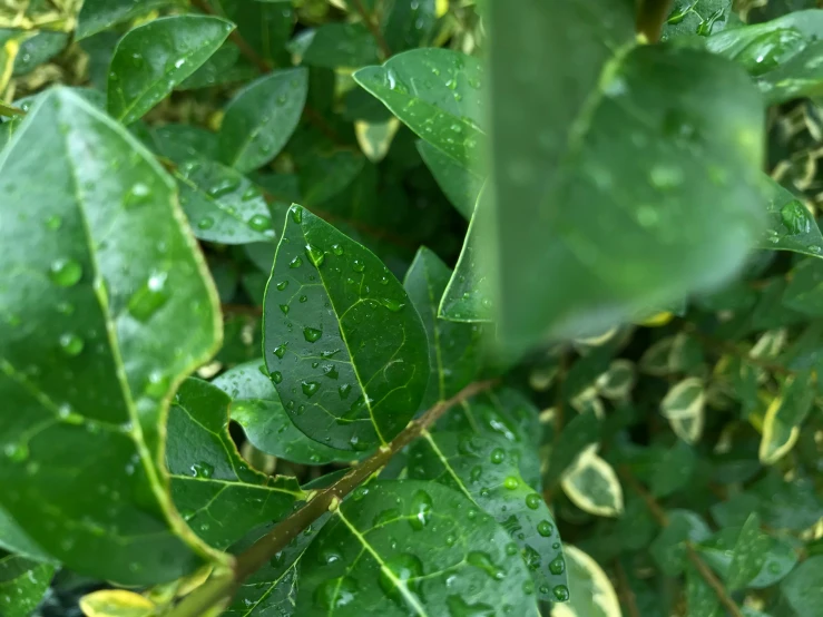 green leaves are all around and covered in water drops