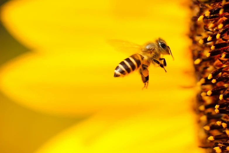 the bees are flying away from the sunflower