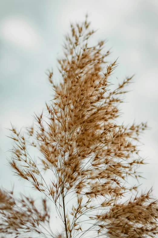 an up - close picture of some brown weeds against the blue sky