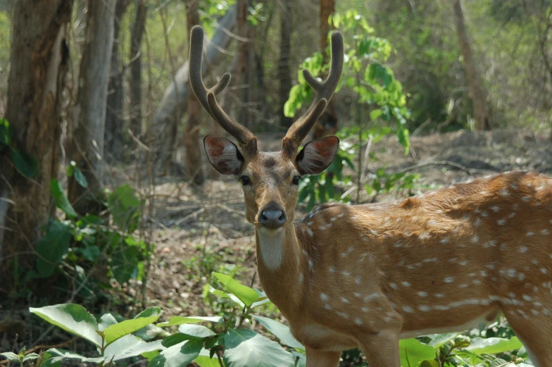 the deer is staring at me through some bushes