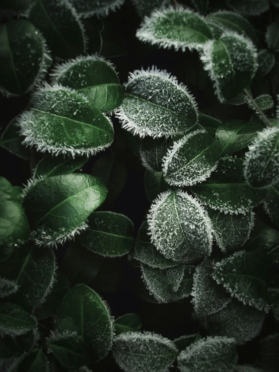 frost covered leaves on a bush at night