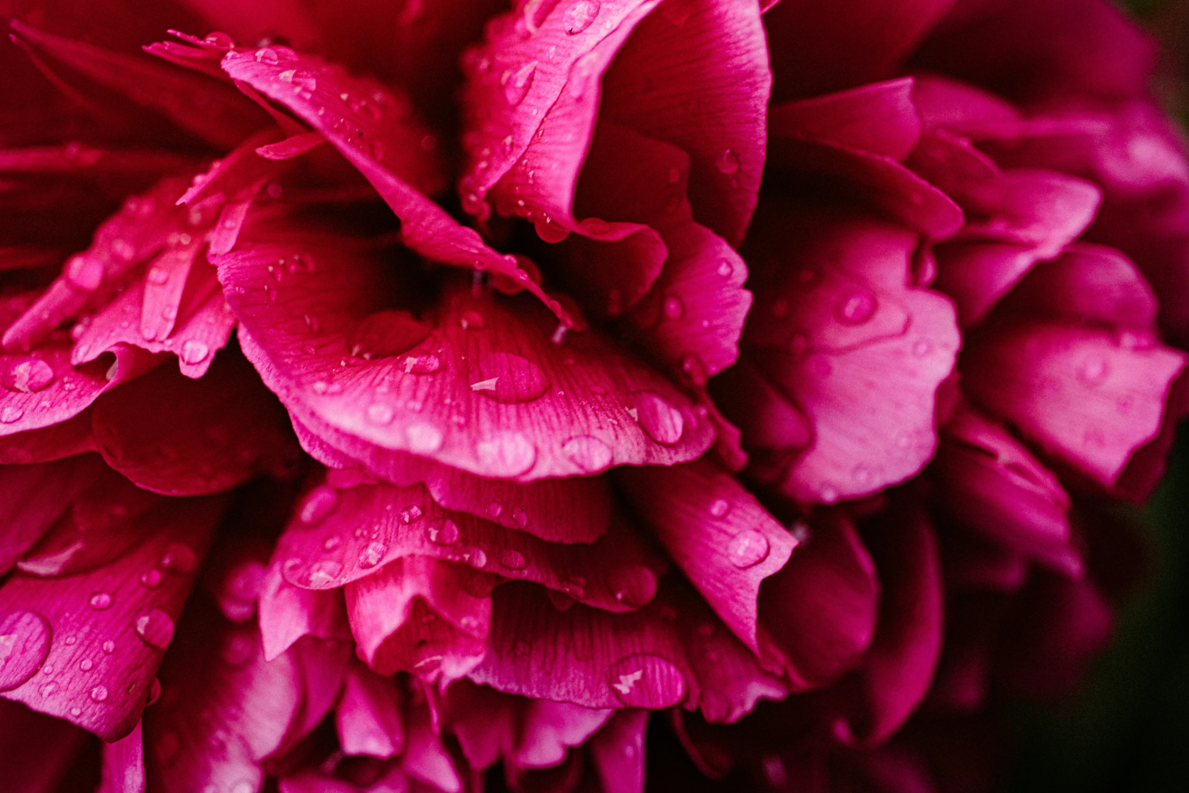 closeup of large bright pink flower with rain drops