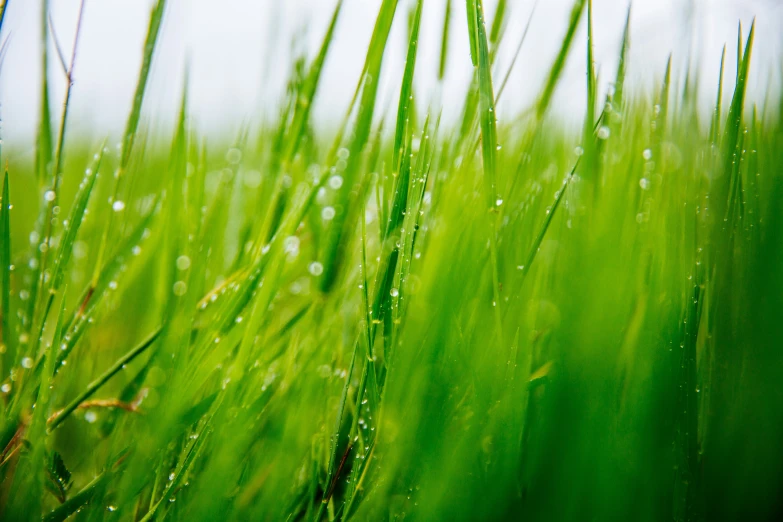 a pograph of green grass with drops of water on them