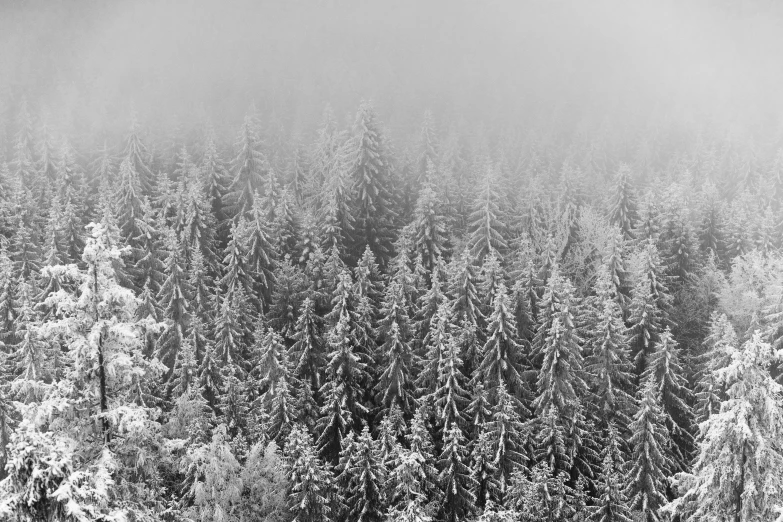 a black and white po of a snow covered forest