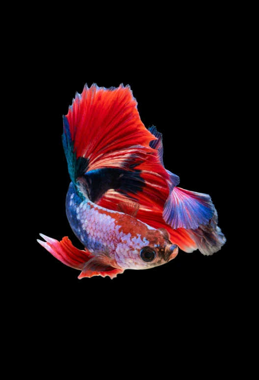 a very colorful red and blue bird is flying
