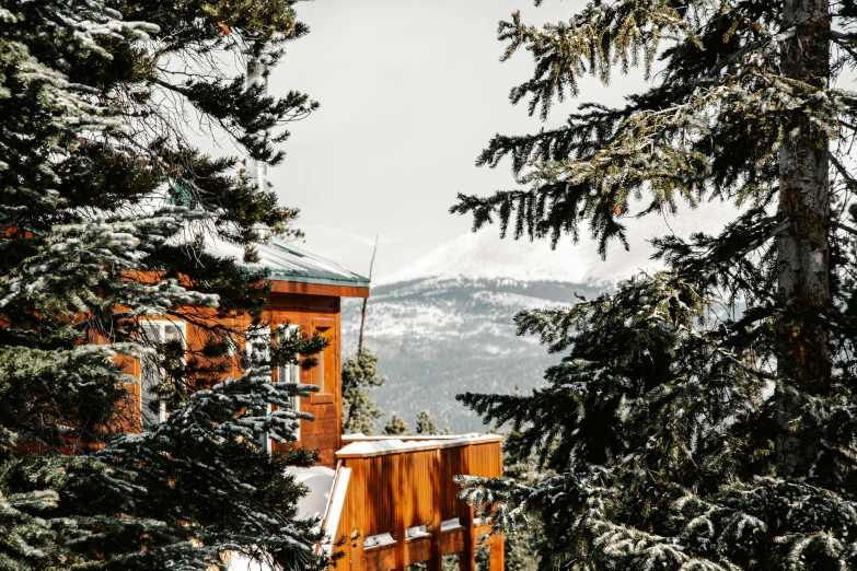 a tree lined sidewalk with evergreen trees and snow capped mountains in background