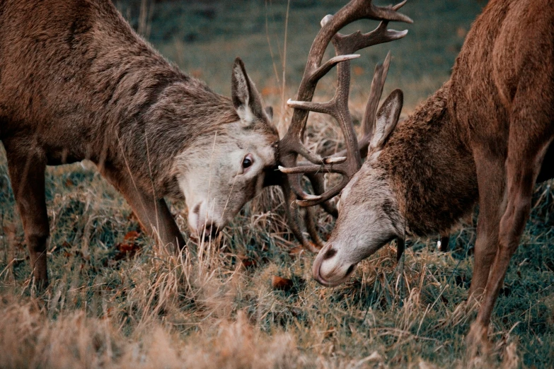 two deer stand close together in the grass