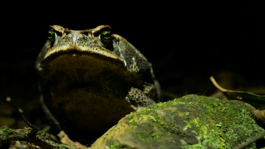 a toad sitting on the ground next to a mossy surface