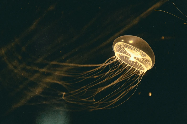 a small jellyfish hanging from the ceiling inside of a room