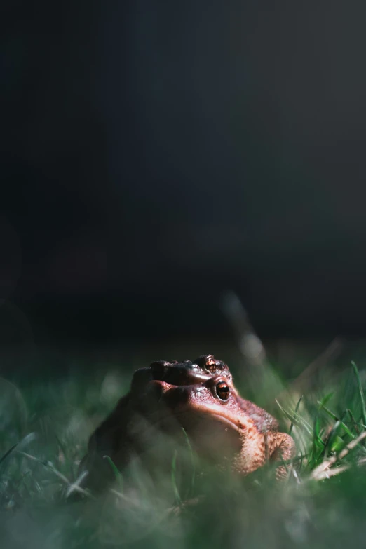 a frog is sitting in the grass with its eyes open