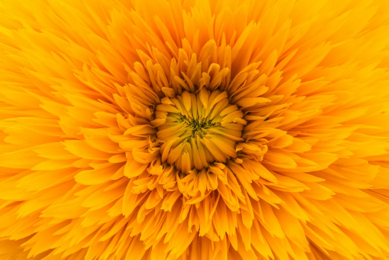 a yellow flower with green center surrounded by other flowers