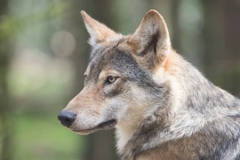 a gray wolf with white markings looks at soing