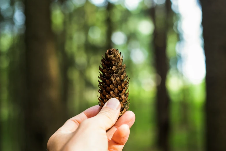 a person holds a pine cone up to the camera