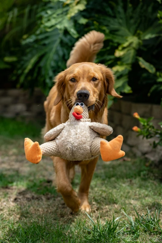 a dog holds onto a stuffed duck toy in the grass