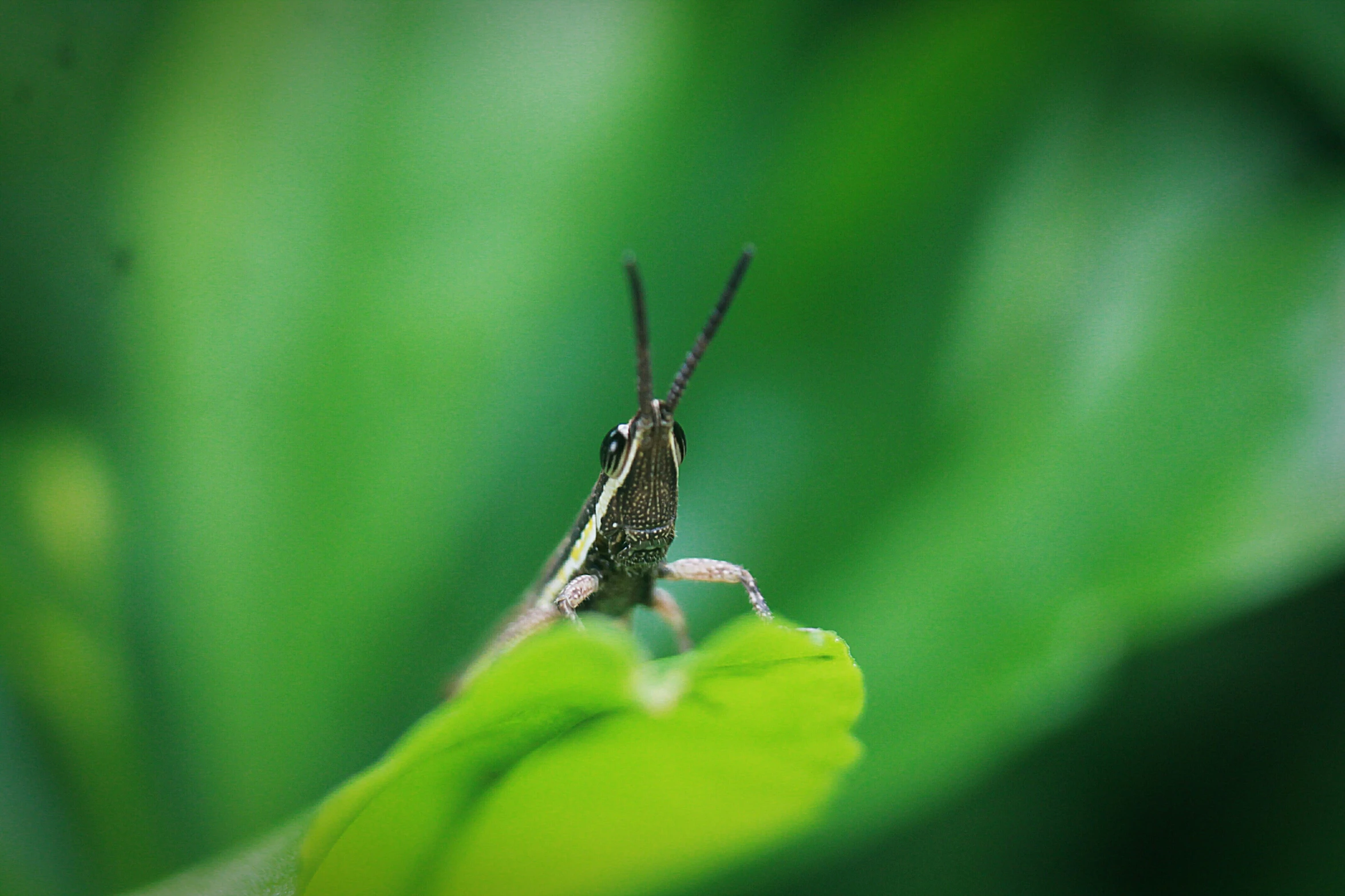 a bug sits on top of a green plant