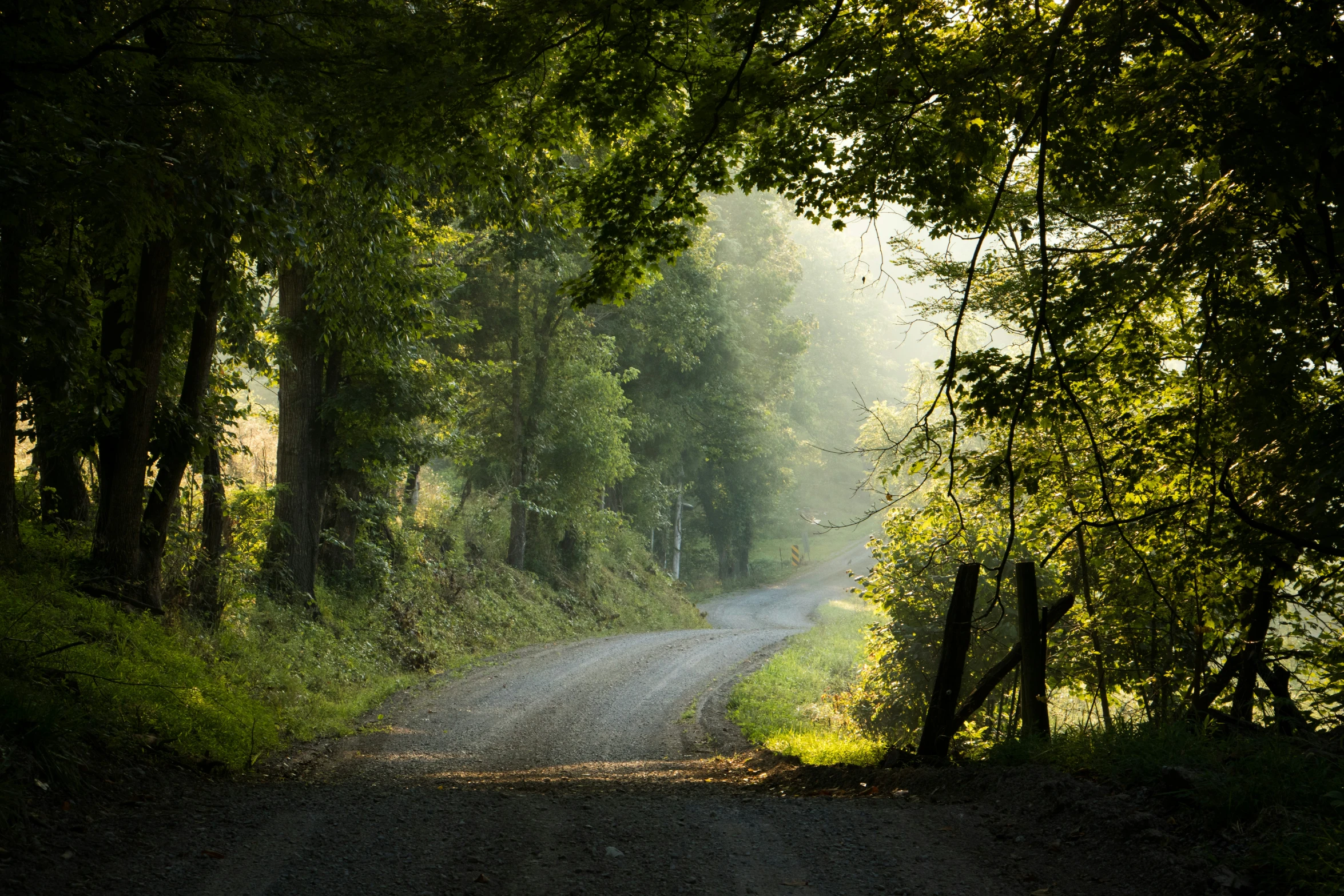 an empty rural road leads up to the woods