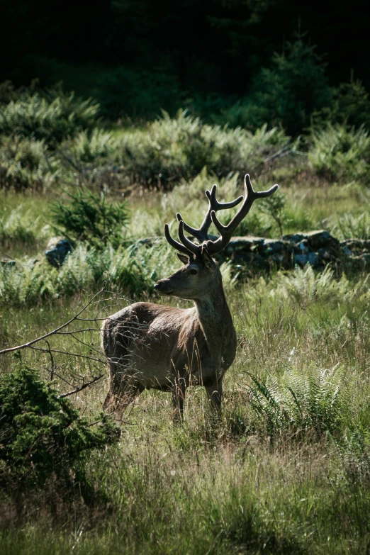 a large deer with huge horns and large antlers in the grass