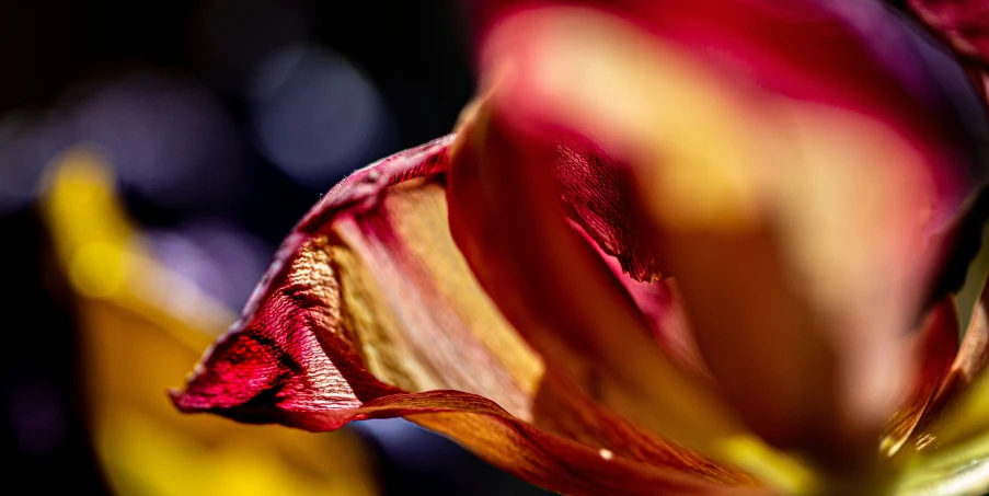 flower petals on display in a blurry po