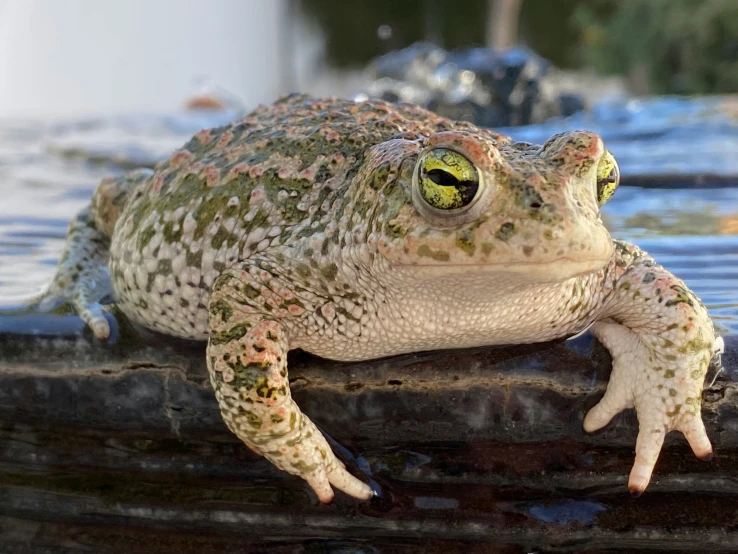 a frog is sitting on top of a wooden plank