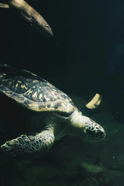 a sea turtle swimming through the water and eating