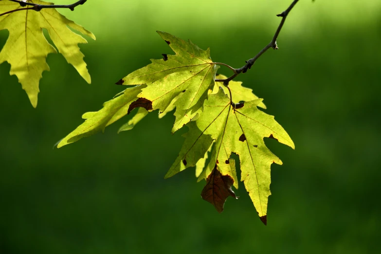 the leaves of a tree are green with brown spots