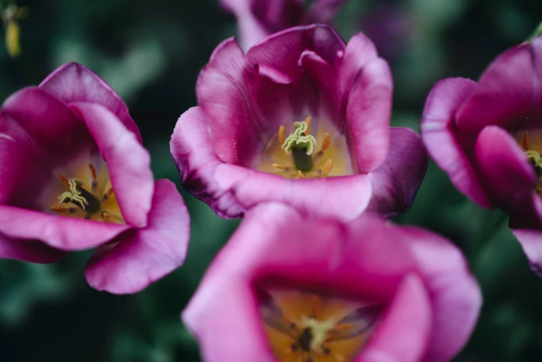 purple flower that is open to show what a bug is inside