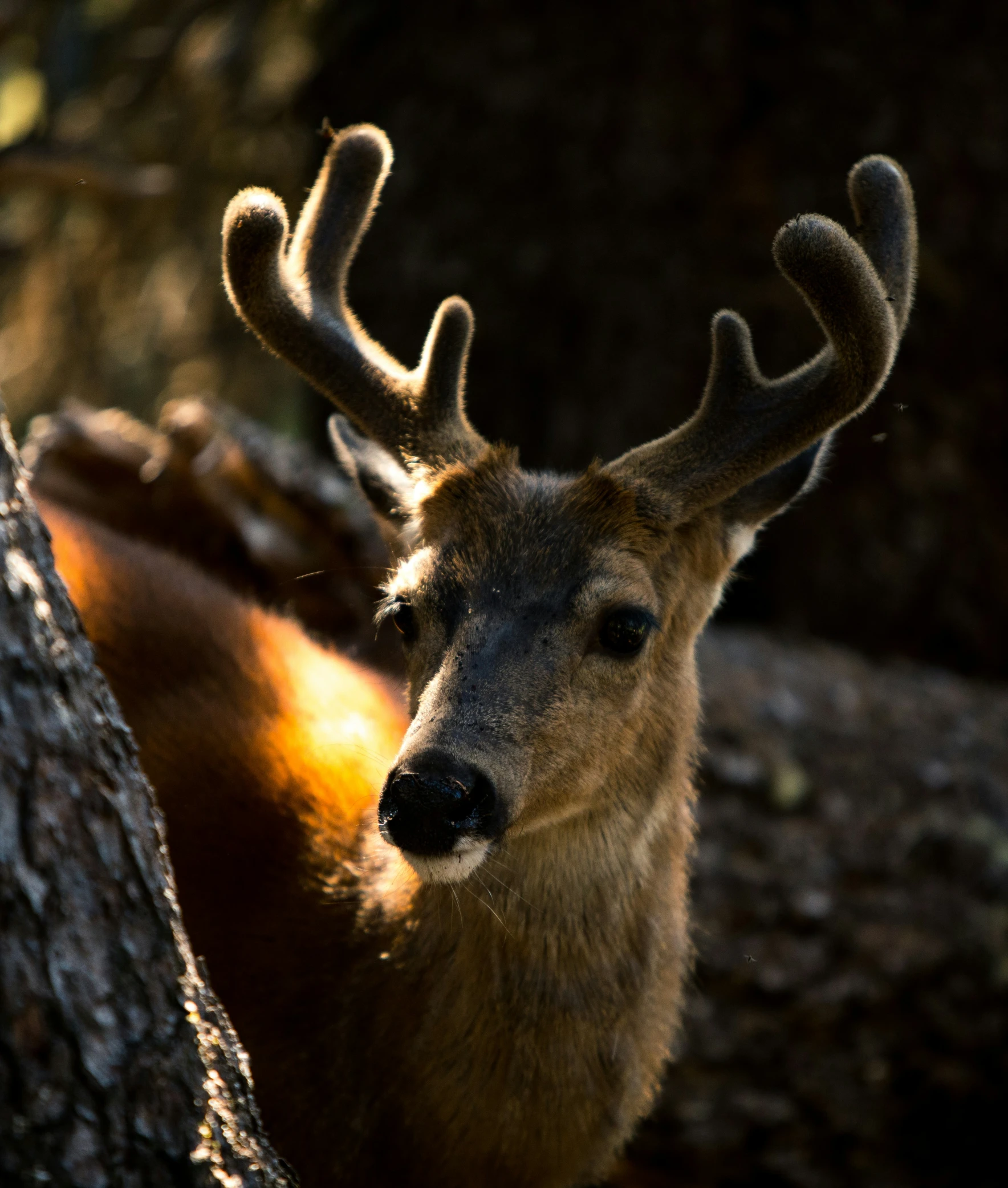 a deer is standing in front of a large tree