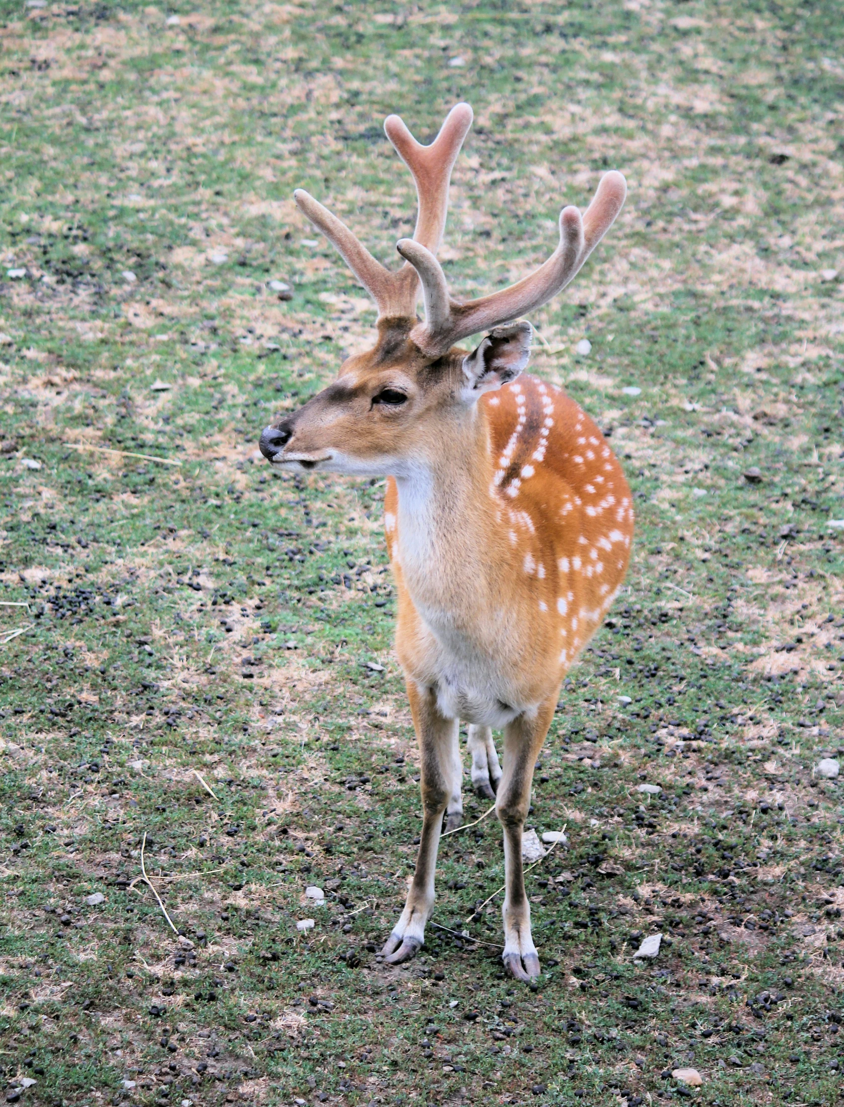 a deer is standing on some grass