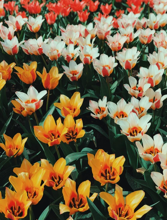 many large orange and white tulips with red centers