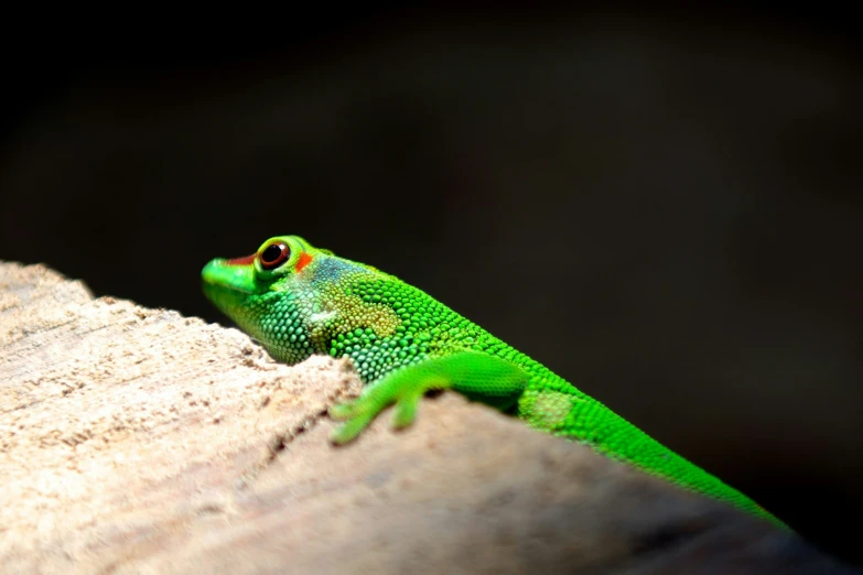 a green gecko sitting on a tree stump