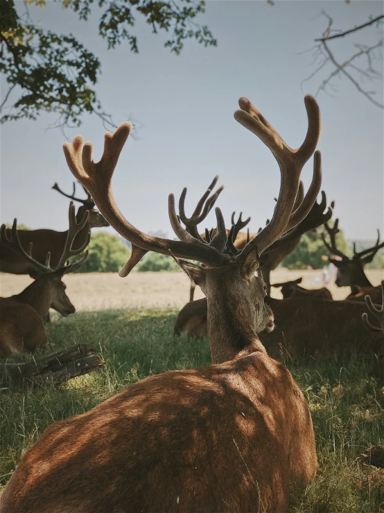 a brown deer is laying down in the grass