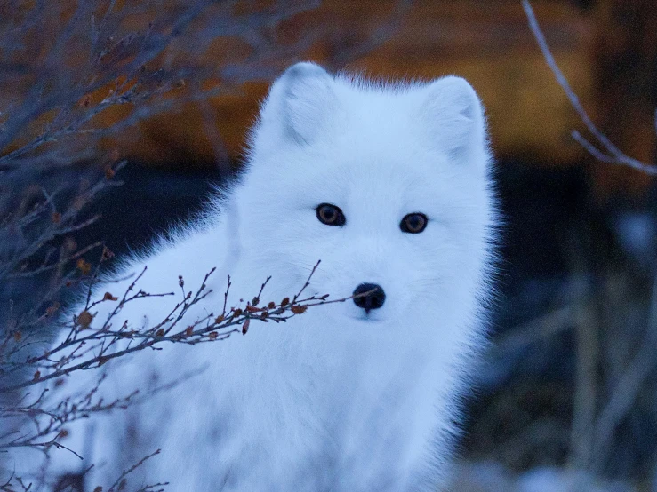 a white dog is standing by some bare twigs