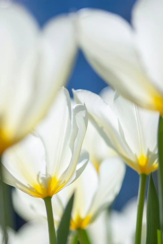 white and yellow flowers in a field against the blue sky