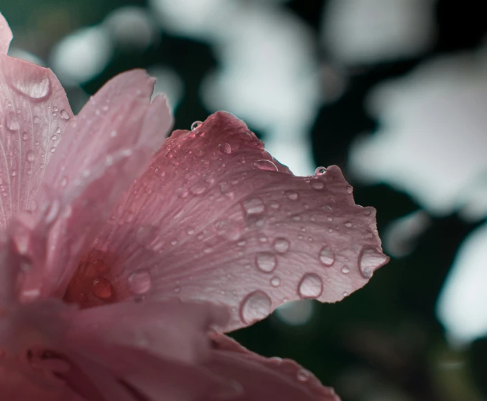 the pink flower is covered in water droplets