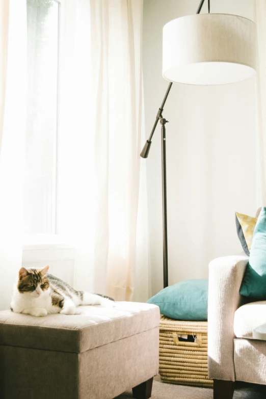 a cat on a foot stool sitting near a window