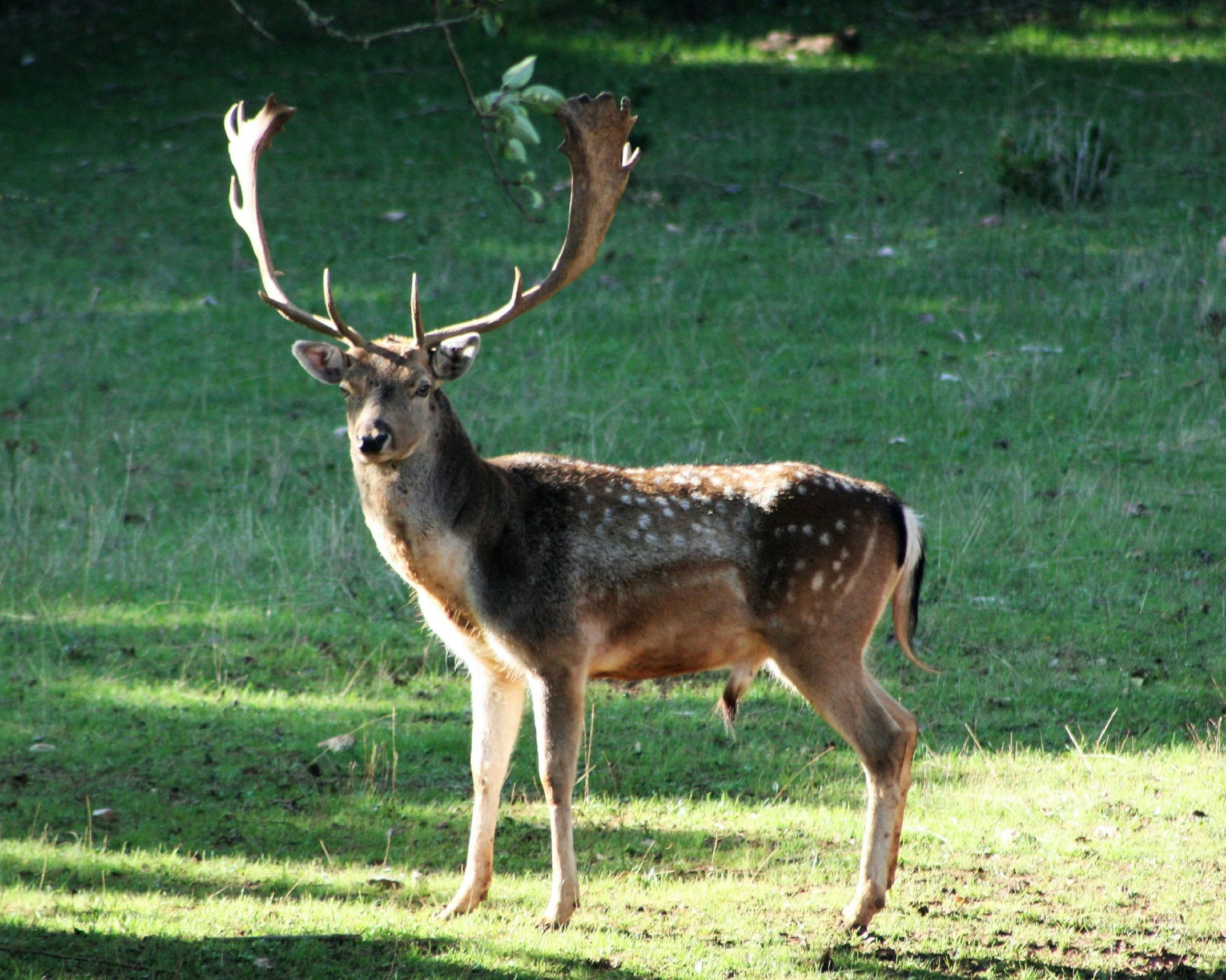 a deer is standing on some green grass